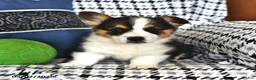 Welsh Corgi Pembroke dogs for sale: Theo - Ad 3