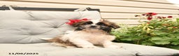 Shih Tzu dogs for sale: Rusty - Ad 7
