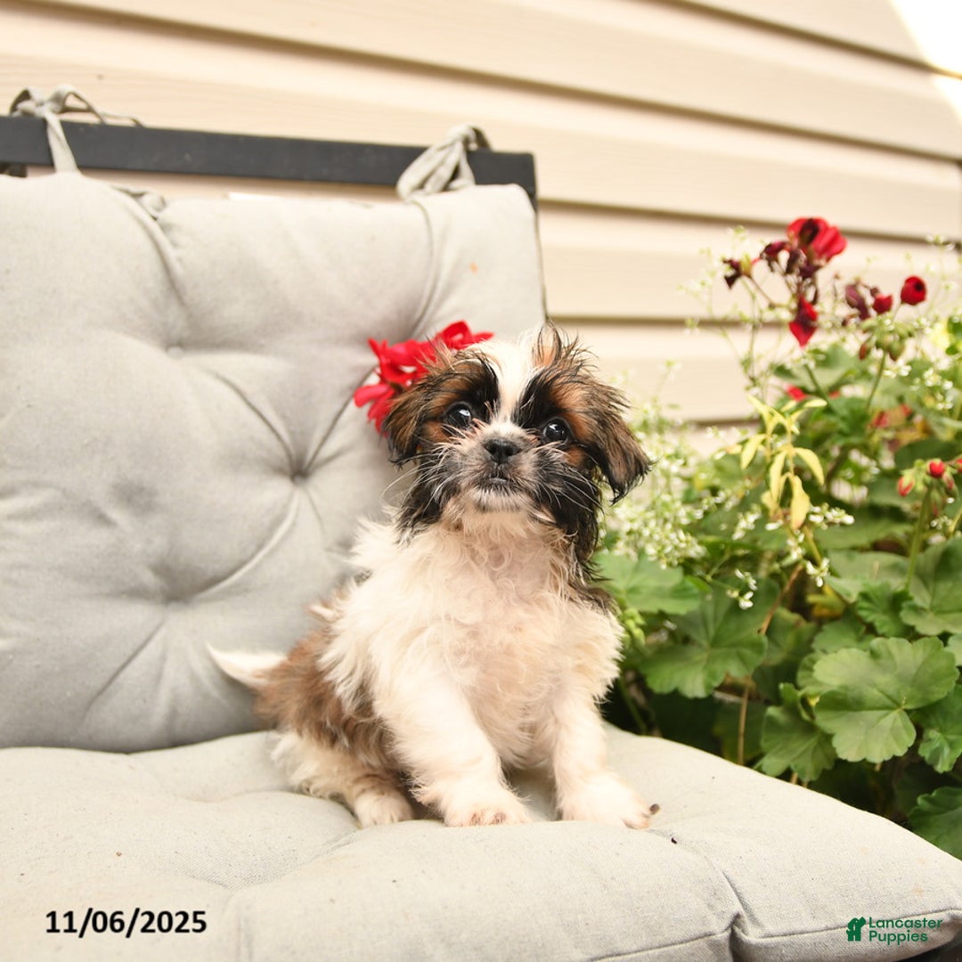 Shih Tzu dogs for sale: Rusty - Ad 7
