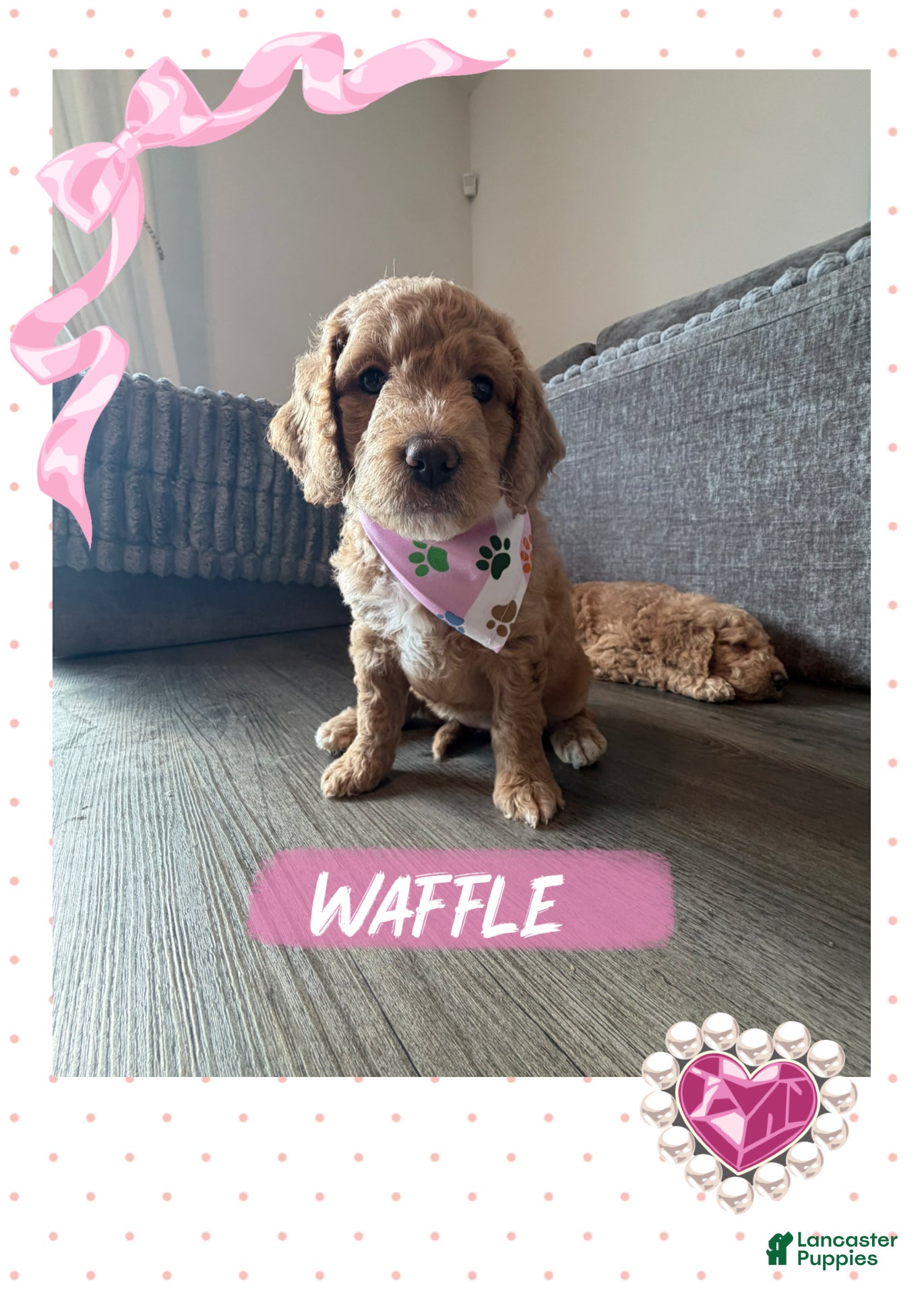 Goldendoodle dogs Waffle - Ad 39