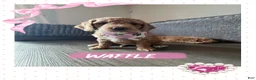 Goldendoodle dogs for sale: Waffle - Ad 1