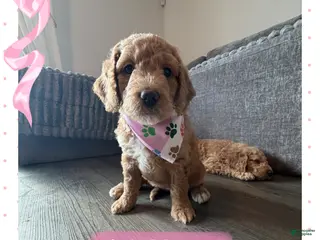 Goldendoodle dogs Waffle - Ad 20