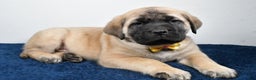 English Mastiff dogs for sale: Simon - Ad 1