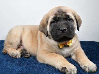 English Mastiff dogs Simon - Ad 16