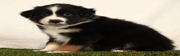 Miniature Australian Shepherd dogs for sale: Duke - Ad 3