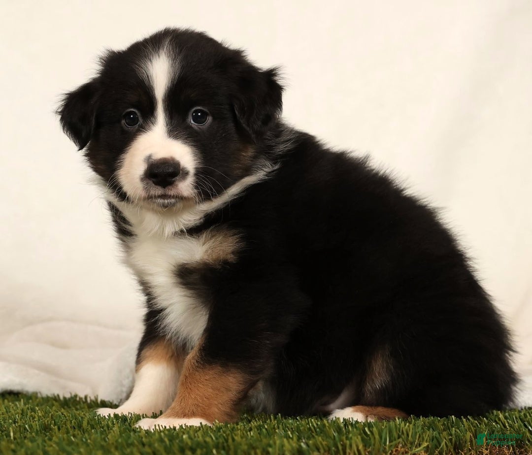 Miniature Australian Shepherd dogs for sale: Duke - Ad 3