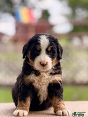Bernese Mountain Dog dogs Birdie - Ad 38