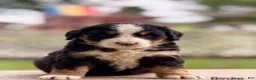 Bernese Mountain Dog dogs for sale: Birdie - Ad 1