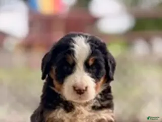 Bernese Mountain Dog dogs Birdie - Ad 38