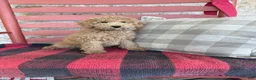 Mixed Breed dogs for sale: Myles - Ad 1