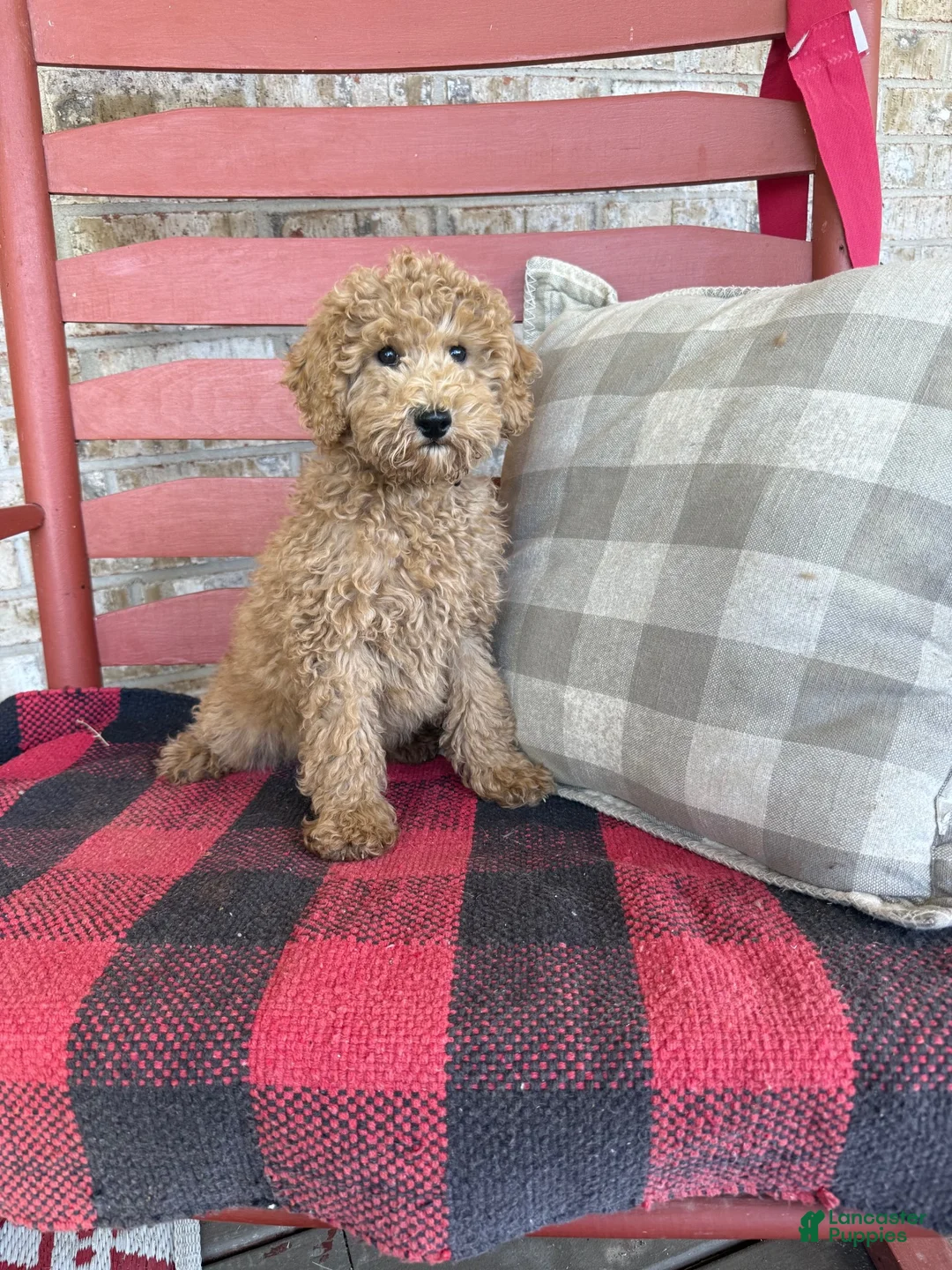 Mixed Breed dogs for sale: Myles - Ad 1
