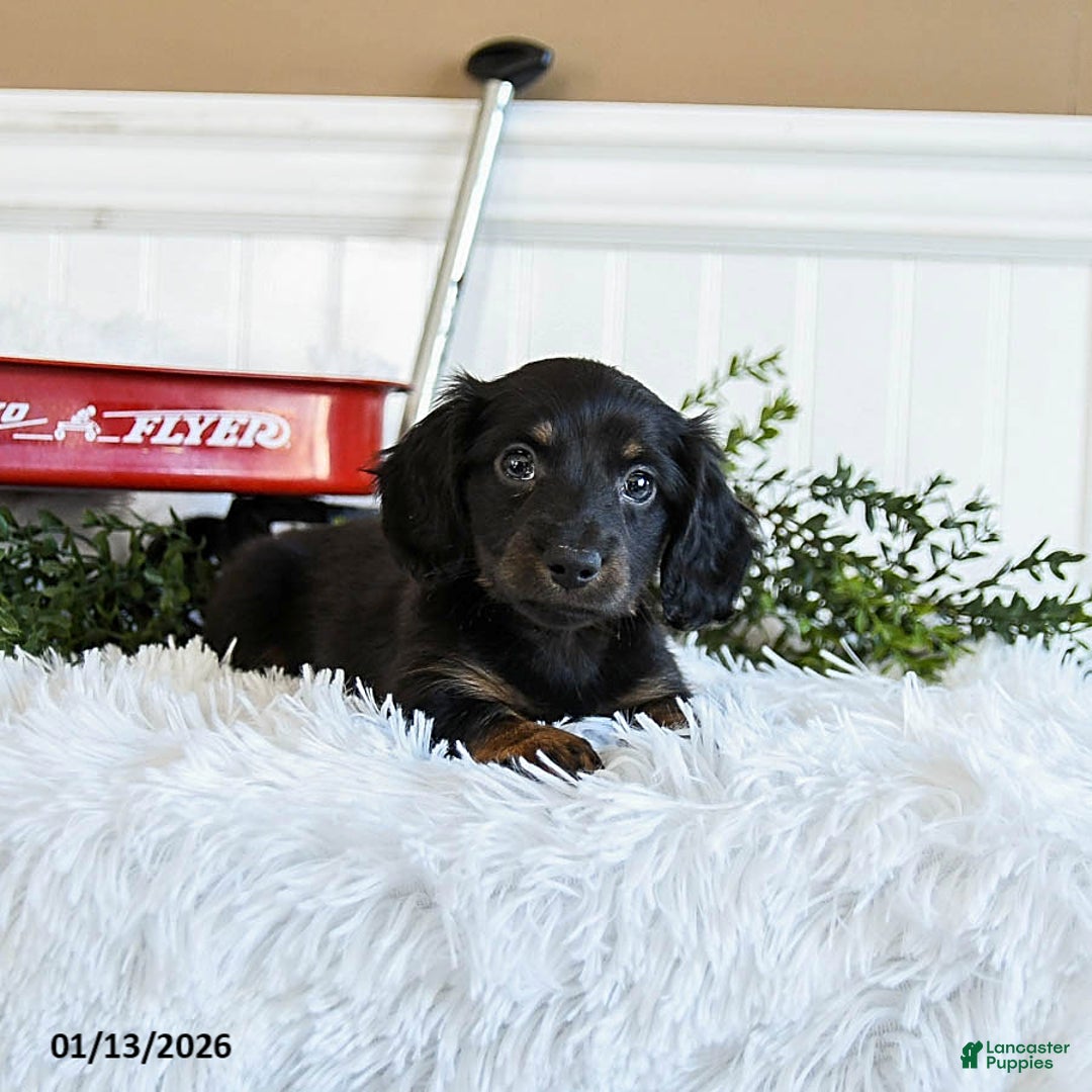 Miniature Dachshund dogs for sale: Midnight - Ad 4