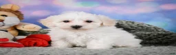 Maltipoo dogs for sale: milo - Ad 13