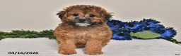 Miniature Poodle dogs for sale: Izzy - Ad 3