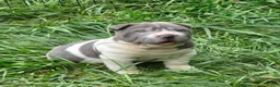 Shar Pei dogs for sale: Travis Blue flower brush coat mini - Ad 6
