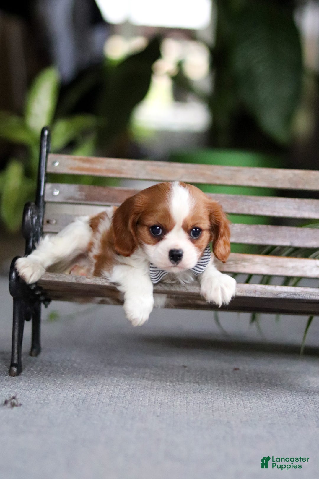 Cavalier King Charles Spaniel dogs for sale: Asher - Ad 4