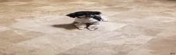Aussiedoodle dogs for sale: Aussiedoodle 2 - Ad 4