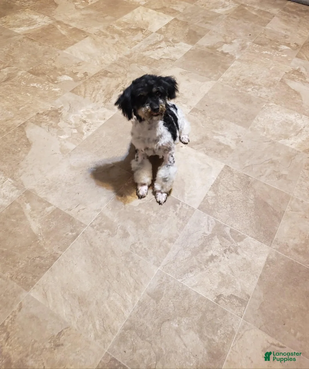 Aussiedoodle dogs for sale: Aussiedoodle 1 - Ad 7