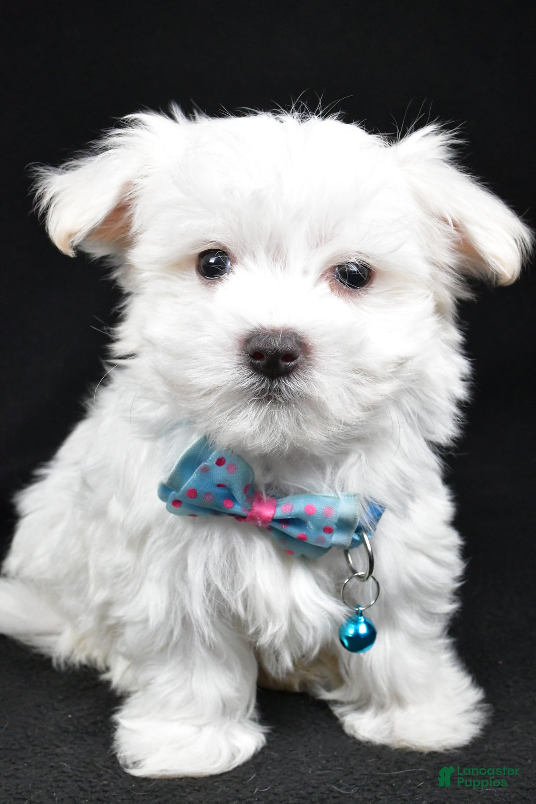 Maltese dogs for sale: Rex - Ad 8