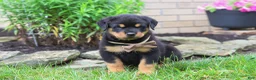 Rottweiler dogs for sale: Dakota - Ad 6