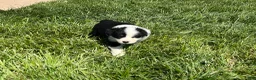 Australian Shepherd dogs for sale: Female Aussie Pup 1 - Ad 7