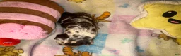 French Bulldog dogs for sale: Harley chocolate merle - Ad 4