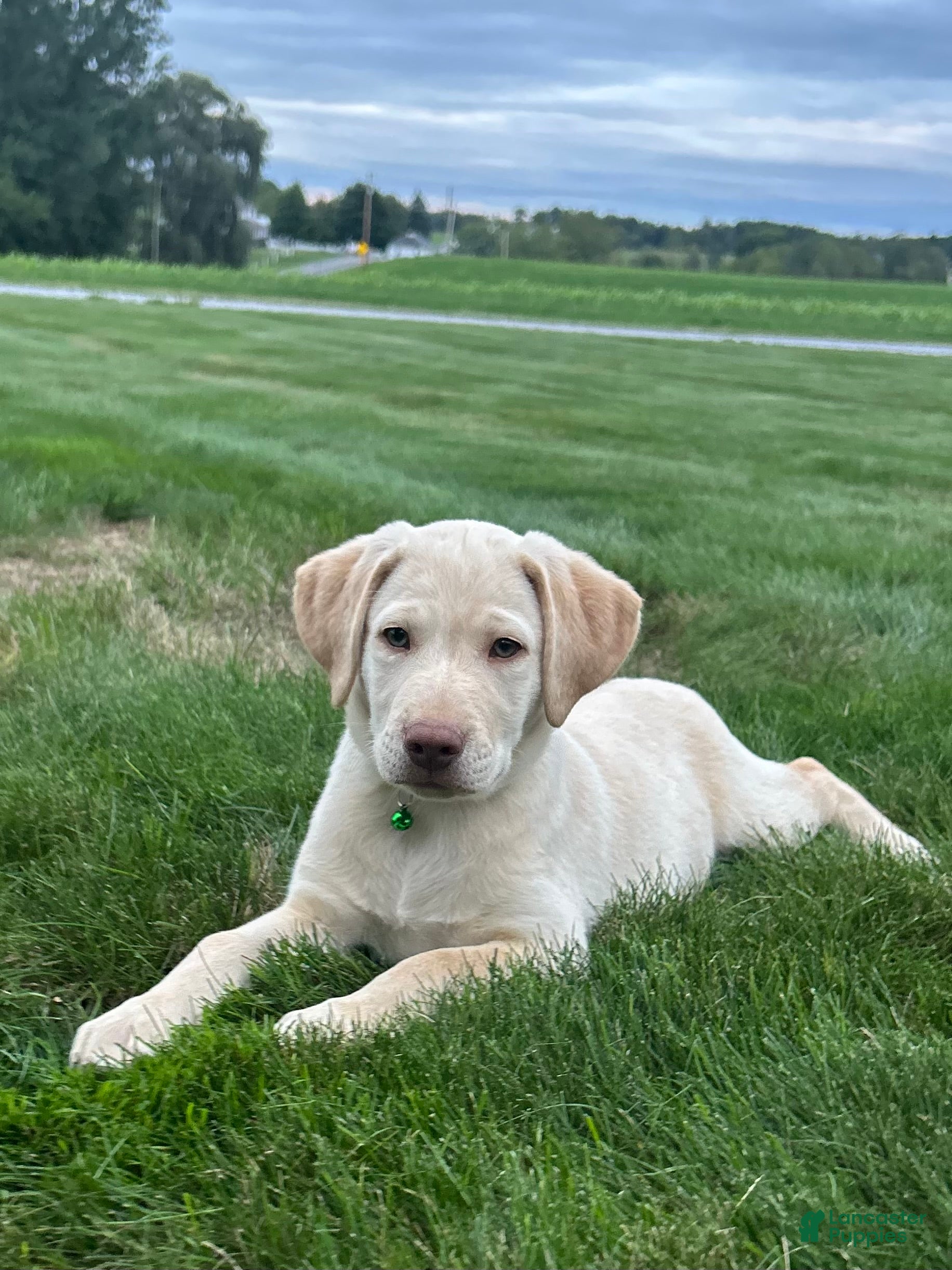 Labrador Retriever dogs Oakley - Ad 2