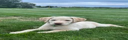 Labrador Retriever dogs for sale: Honey - Ad 26