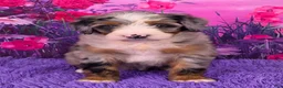 Mini Bernedoodle dogs for sale: Nova - Ad 1