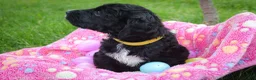 Goldendoodle dogs for sale: Miss Yellow - Ad 7