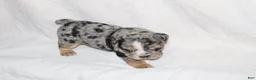 English Bulldog dogs for sale: Siesta - Ad 2