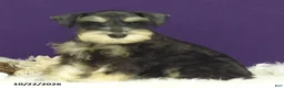 Miniature Schnauzer dogs for sale: Bobby - Ad 5