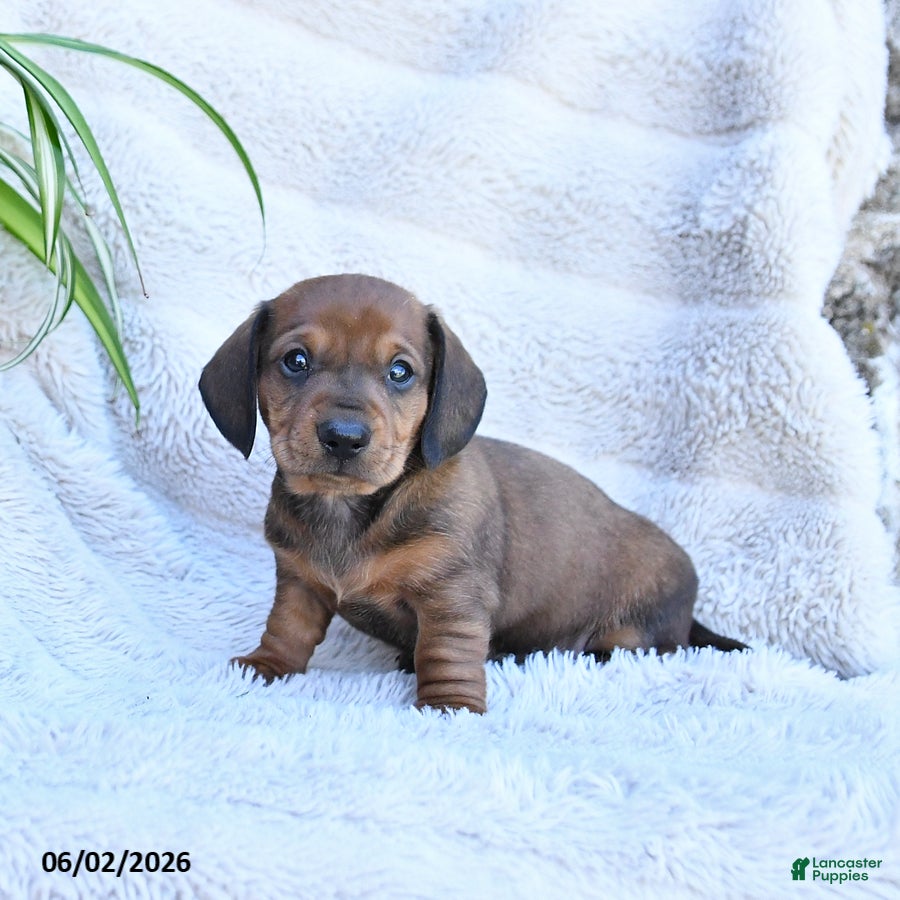 Miniature Dachshund dogs for sale: Rusty - Ad 4