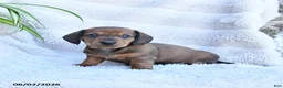 Miniature Dachshund dogs for sale: Rusty - Ad 1