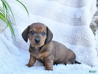 Miniature Dachshund dogs for sale: Rusty - Ad 4