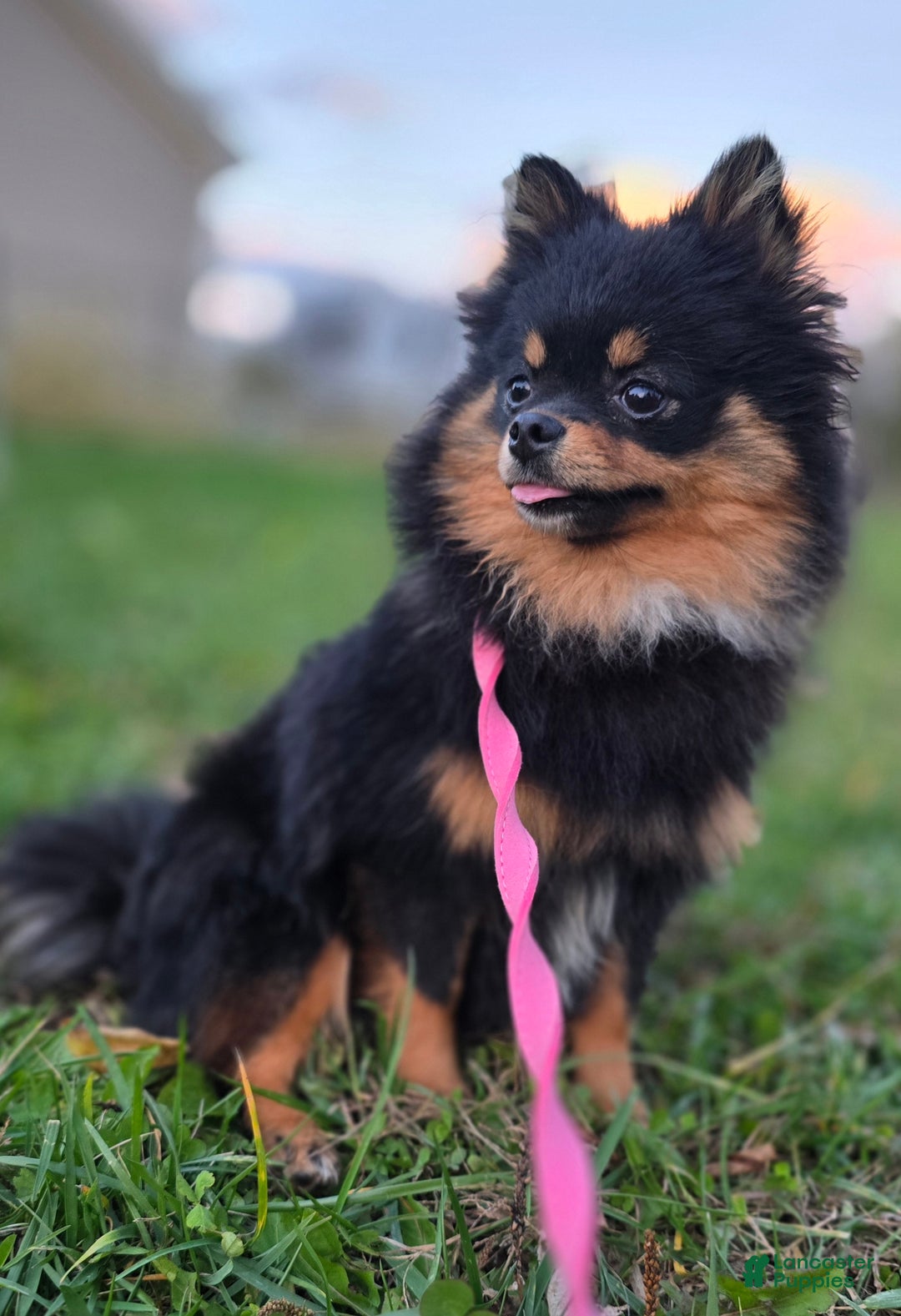 Pomeranian dogs for sale: Kora - Ad 2