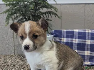 Welsh Corgi Pembroke dogs for sale: Buster - Ad 2