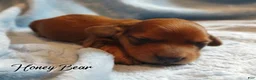 Miniature Dachshund dogs for sale: Miniature Dachshund 1 - Ad 2