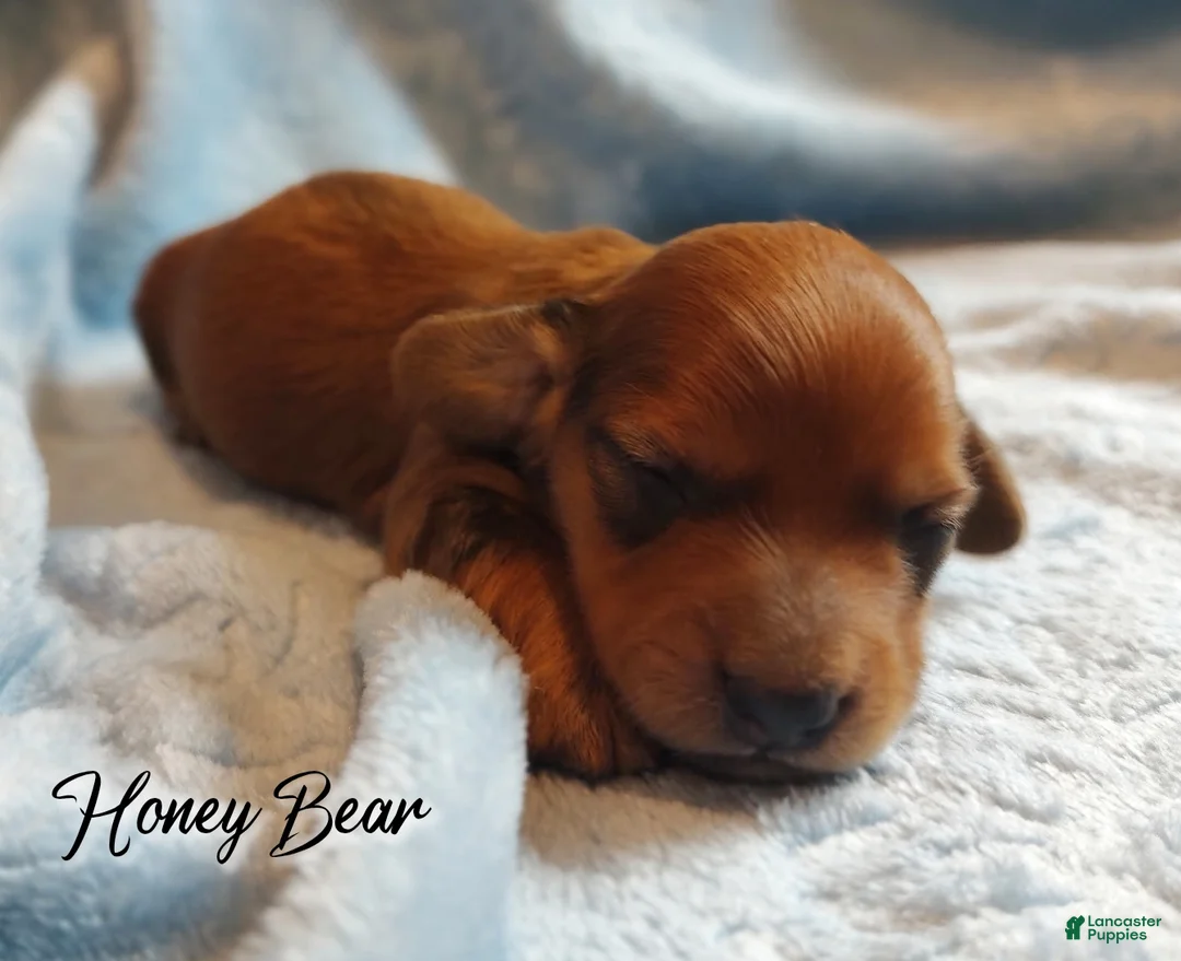 Miniature Dachshund dogs for sale: Miniature Dachshund 1 - Ad 2