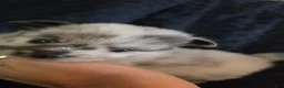 Pomchi dogs for sale: 1 white merle 3/4 pom 1/4 chi - Ad 4