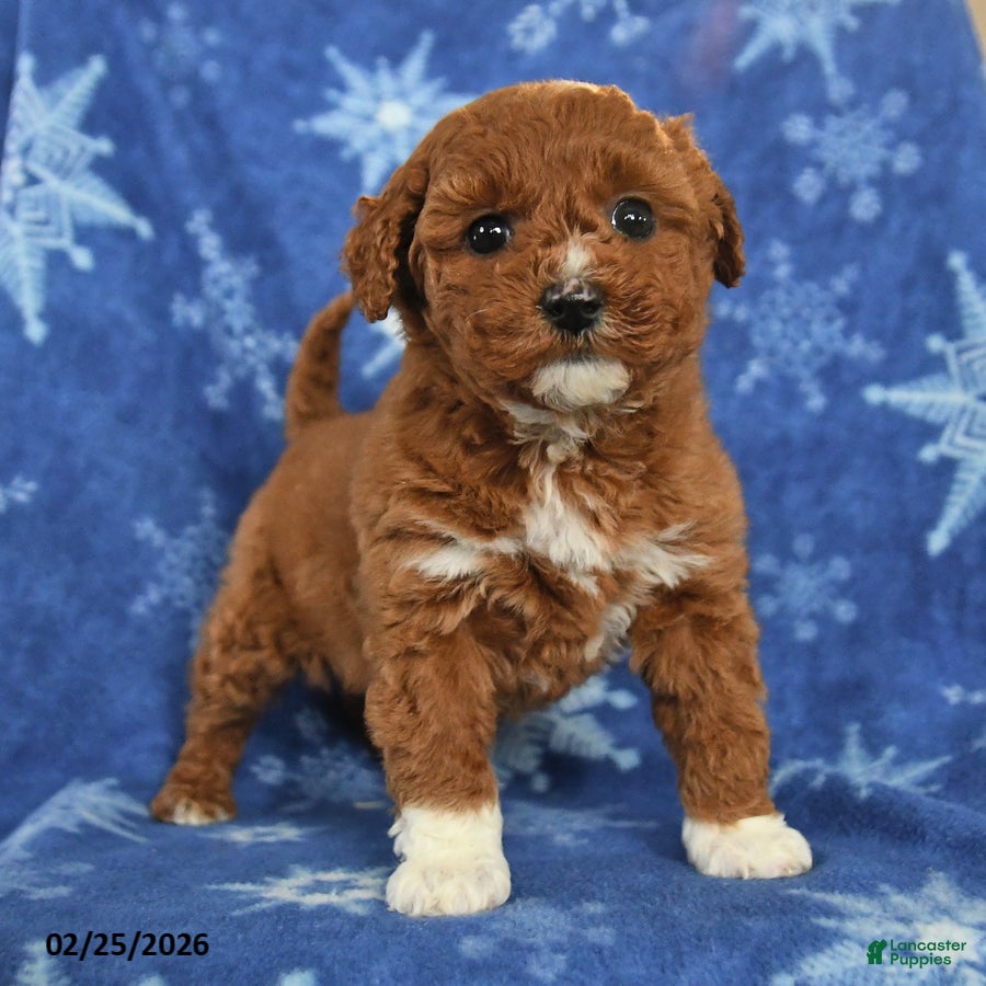 Miniature Poodle dogs Ellie - Ad 2