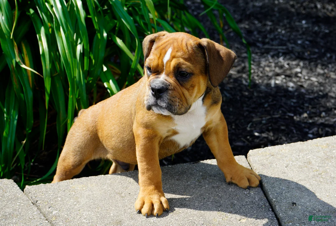 English Bulldog dogs for sale: Archie Male - Ad 4