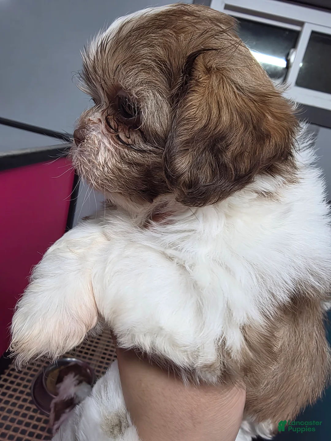 Shih Tzu dogs for sale: Shih Tzu Puppy 1 - Ad 3