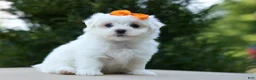 Maltese dogs for sale: PATRICK - Ad 3
