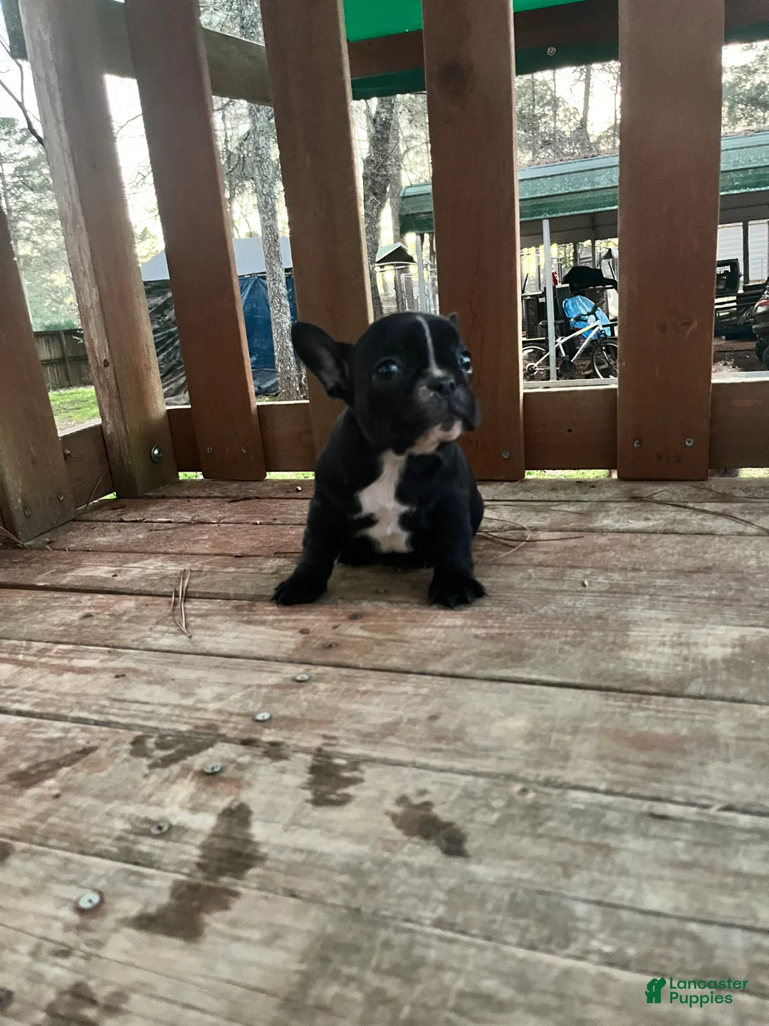French Bulldog dogs for sale: French Bulldog Puppy 4 - Ad 2