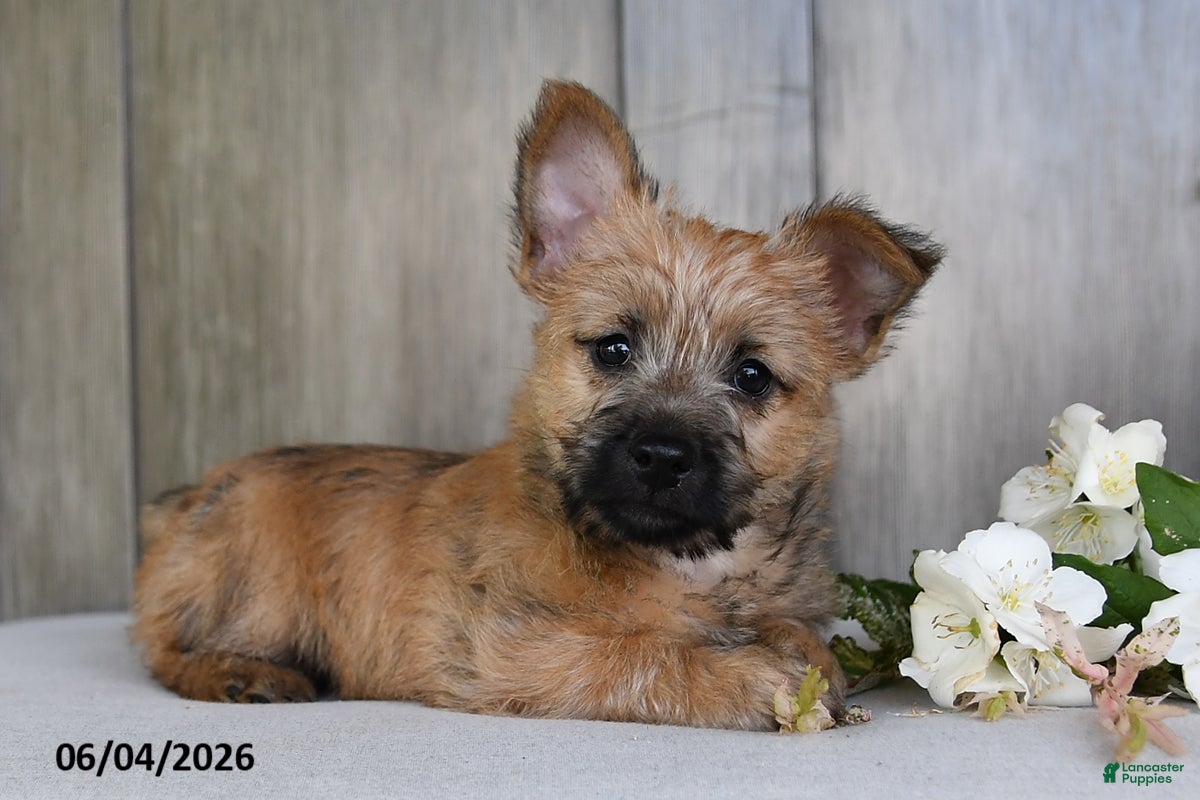 Cairn Terrier dogs Julliette - Ad 1