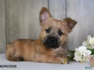 Cairn Terrier dogs for sale: Julliette - Ad 3