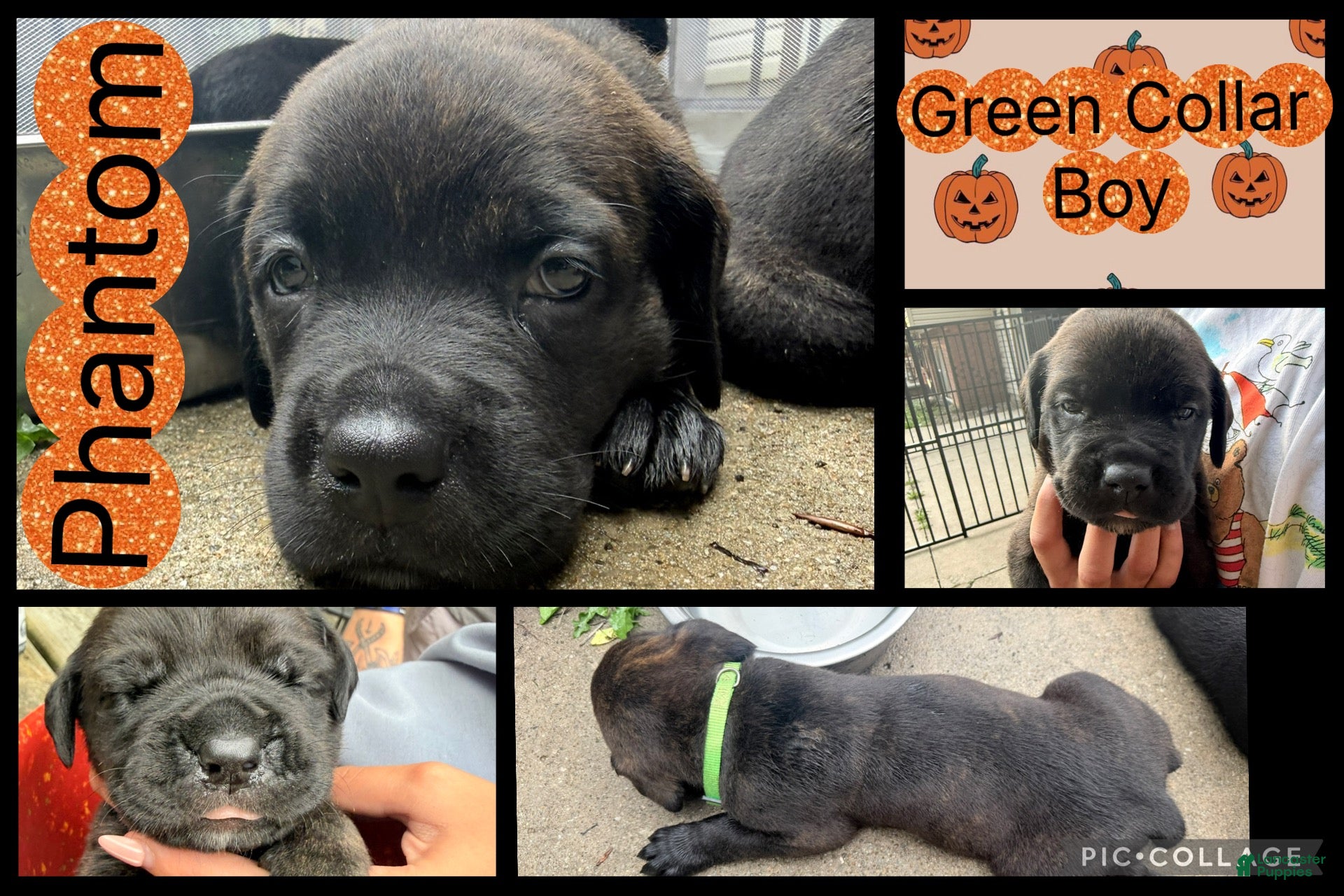 Cane Corso dogs Phantom - Ad 31