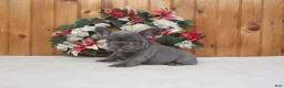French Bulldog dogs for sale: AKC Stormy - Ad 2