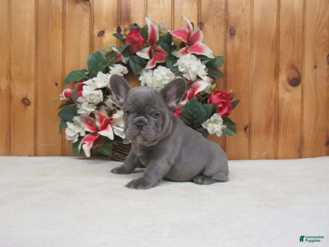French Bulldog dogs for sale: AKC Stormy - Ad 2